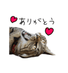 虎ノ介と春太の猫写真スタンプ2（個別スタンプ：6）