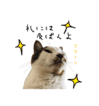 虎ノ介と春太の猫写真スタンプ2（個別スタンプ：7）