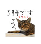 虎ノ介と春太の猫写真スタンプ2（個別スタンプ：9）