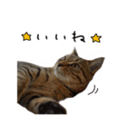 虎ノ介と春太の猫写真スタンプ2（個別スタンプ：10）