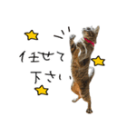 虎ノ介と春太の猫写真スタンプ2（個別スタンプ：11）
