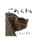 虎ノ介と春太の猫写真スタンプ2（個別スタンプ：13）