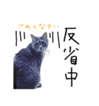 虎ノ介と春太の猫写真スタンプ2（個別スタンプ：14）