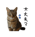 虎ノ介と春太の猫写真スタンプ2（個別スタンプ：15）