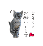 虎ノ介と春太の猫写真スタンプ2（個別スタンプ：16）