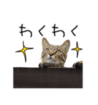 虎ノ介と春太の猫写真スタンプ2（個別スタンプ：17）