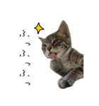 虎ノ介と春太の猫写真スタンプ2（個別スタンプ：18）