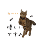 虎ノ介と春太の猫写真スタンプ2（個別スタンプ：19）
