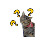 虎ノ介と春太の猫写真スタンプ2（個別スタンプ：20）