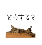 虎ノ介と春太の猫写真スタンプ2（個別スタンプ：21）