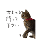 虎ノ介と春太の猫写真スタンプ2（個別スタンプ：24）