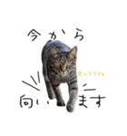 虎ノ介と春太の猫写真スタンプ2（個別スタンプ：25）