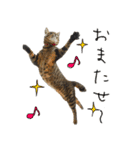 虎ノ介と春太の猫写真スタンプ2（個別スタンプ：26）