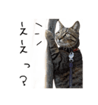 虎ノ介と春太の猫写真スタンプ2（個別スタンプ：28）