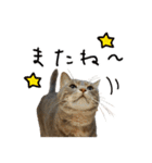 虎ノ介と春太の猫写真スタンプ2（個別スタンプ：30）