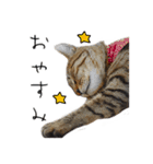 虎ノ介と春太の猫写真スタンプ2（個別スタンプ：31）