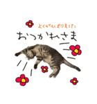 虎ノ介と春太の猫写真スタンプ2（個別スタンプ：32）