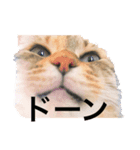 はっさくてんざる（個別スタンプ：1）