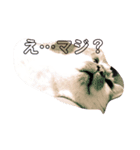 はっさくてんざる（個別スタンプ：4）