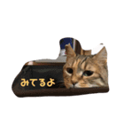 はっさくてんざる（個別スタンプ：6）