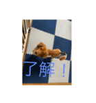 いぬのきもち！（個別スタンプ：3）