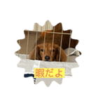 いぬのきもち！（個別スタンプ：4）