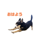 Chihuahuaマシュ（個別スタンプ：1）