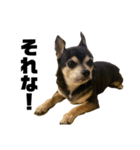 Chihuahuaマシュ（個別スタンプ：6）