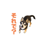 Chihuahuaマシュ（個別スタンプ：7）