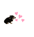 Chihuahuaマシュ（個別スタンプ：8）