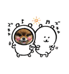 ポメラニアンのピヨ（個別スタンプ：1）