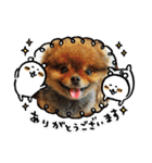 ポメラニアンのピヨ（個別スタンプ：4）