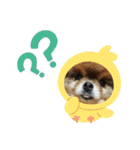 ポメラニアンのピヨ（個別スタンプ：6）
