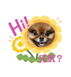 ポメラニアンのピヨ（個別スタンプ：7）
