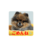 ポメラニアンのピヨ（個別スタンプ：15）
