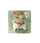 ポメラニアンのピヨ（個別スタンプ：16）