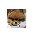 ポメラニアンのピヨ（個別スタンプ：18）