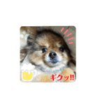 ポメラニアンのピヨ（個別スタンプ：19）