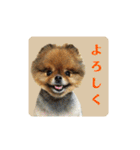 ポメラニアンのピヨ（個別スタンプ：21）