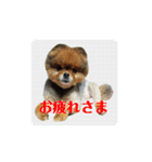 ポメラニアンのピヨ（個別スタンプ：23）