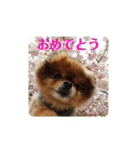ポメラニアンのピヨ（個別スタンプ：28）
