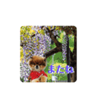 ポメラニアンのピヨ（個別スタンプ：30）