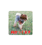 ポメラニアンのピヨ（個別スタンプ：31）