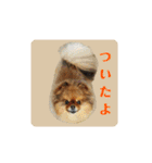 ポメラニアンのピヨ（個別スタンプ：32）