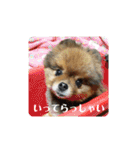 ポメラニアンのピヨ（個別スタンプ：33）