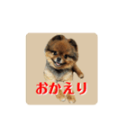 ポメラニアンのピヨ（個別スタンプ：34）