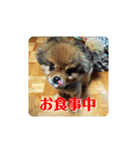 ポメラニアンのピヨ（個別スタンプ：36）