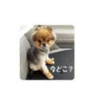 ポメラニアンのピヨ（個別スタンプ：39）