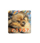 ポメラニアンのピヨ（個別スタンプ：40）