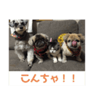 コスプレしがちなワンコ（個別スタンプ：12）
